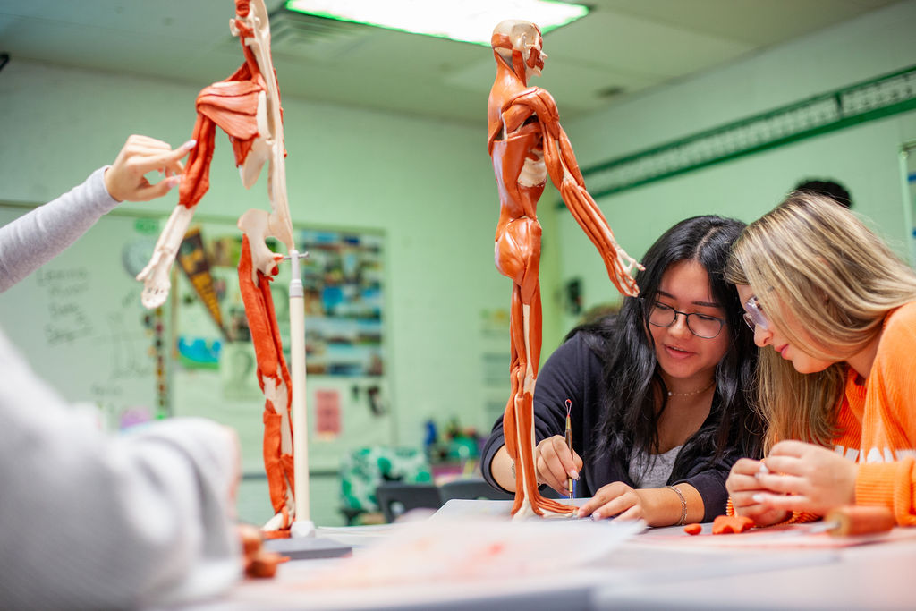 Students on adding clay muscles to a skeleton